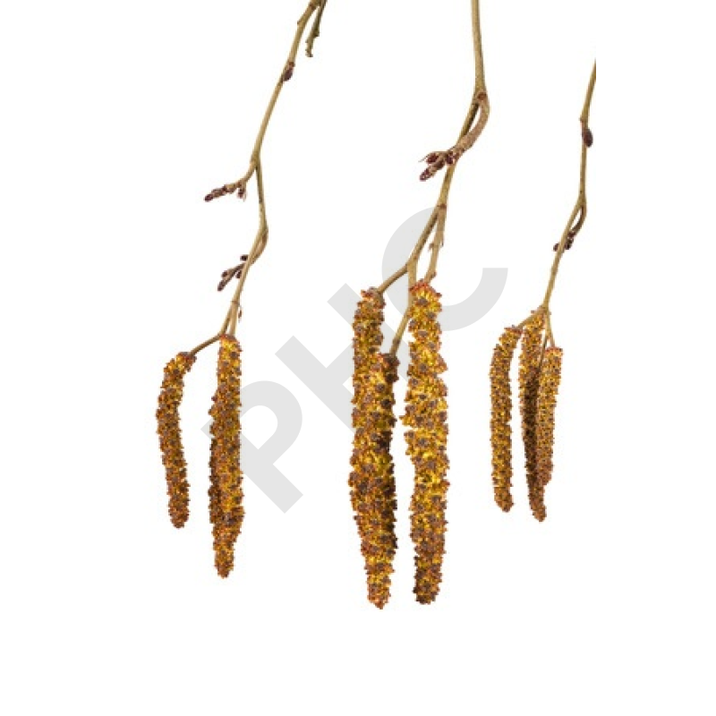 Alnus incana bourgeon
