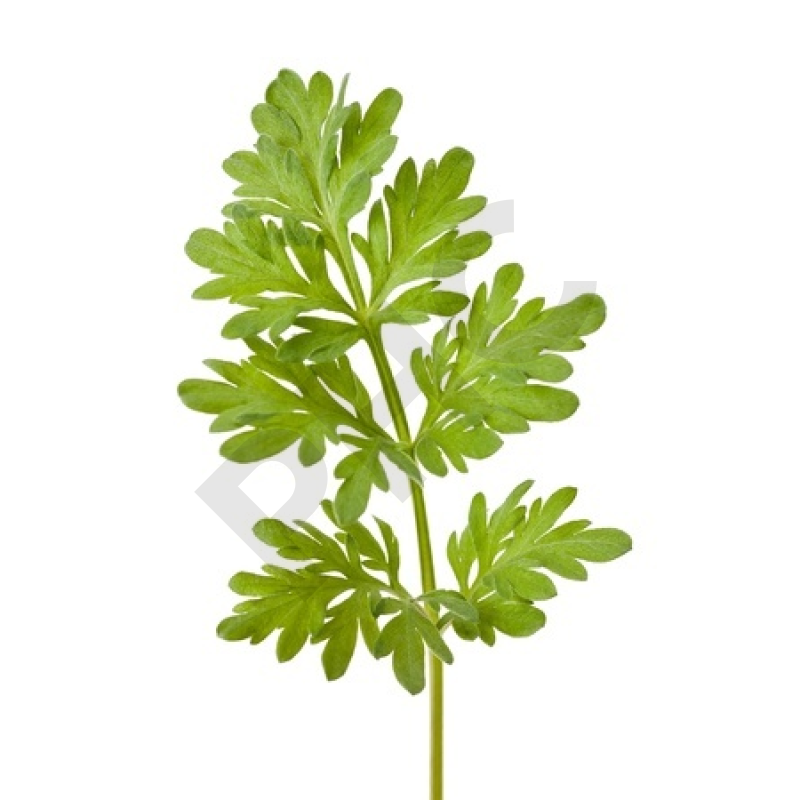 ARMOISE (Feuille coupée)