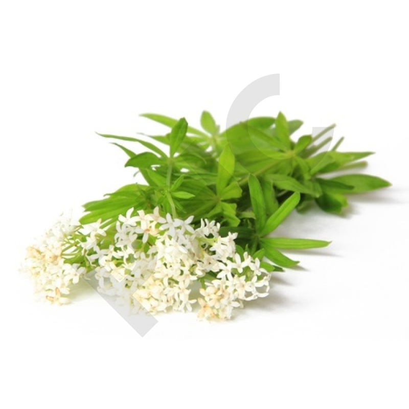 ASPERULE ODORANTE (Fleur coupée)