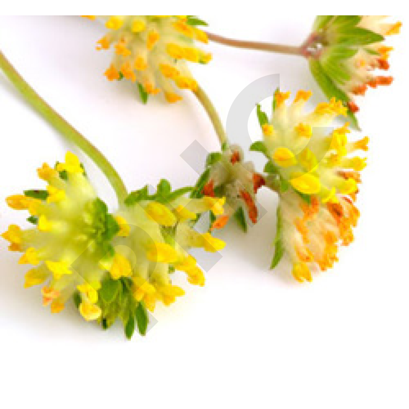 Astragale Extrait de Plantes Fraîches - EPS