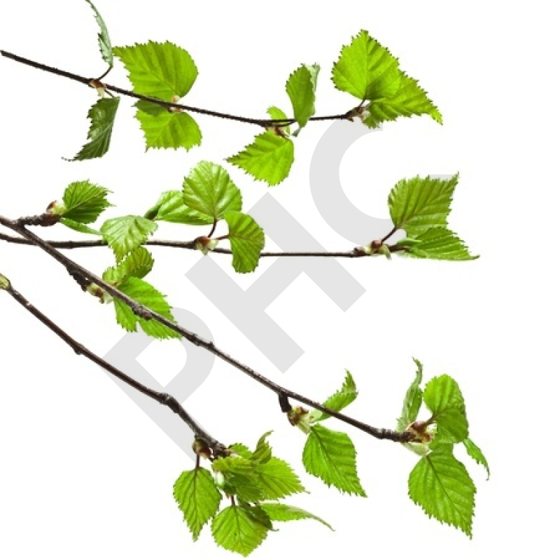 Betula pubescens bourgeon - bouleau