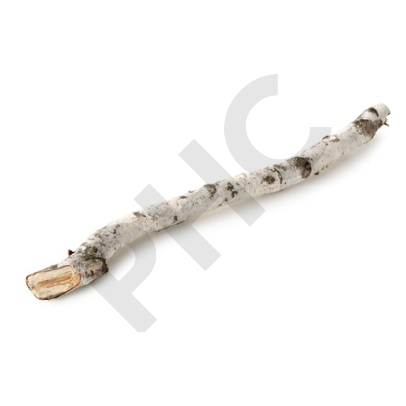 Betula pubescens (radicelle) bourgeon - bouleau