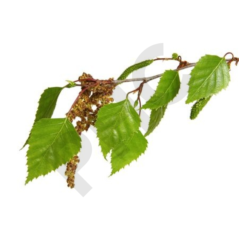 Betula verrucosa bourgeon douleurs articulaires
