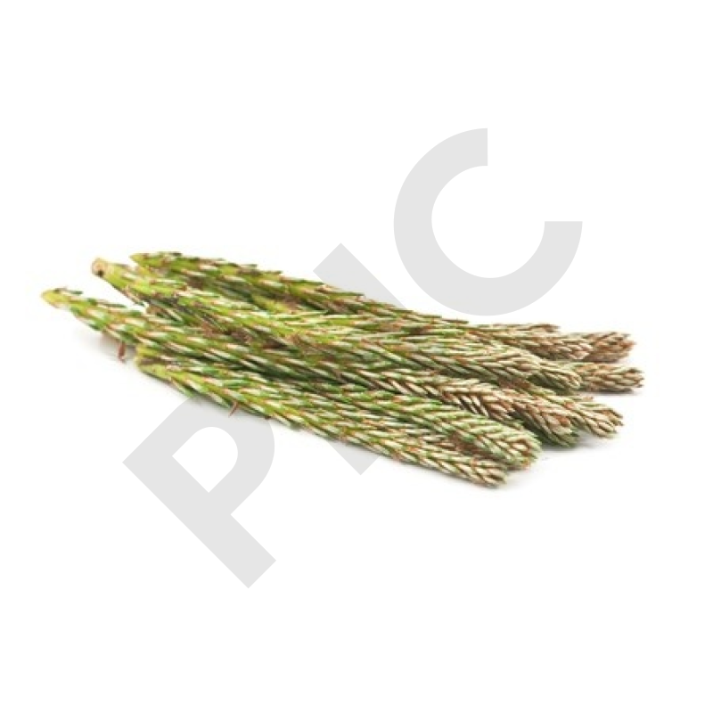 BOURGEON DE PIN