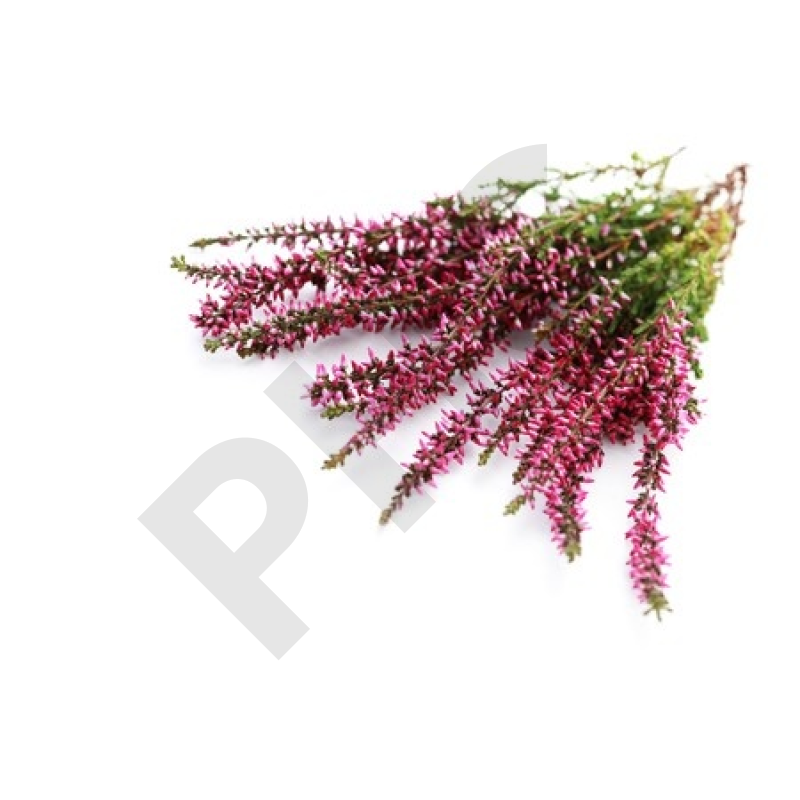 BRUYERE (Fleur mondée)