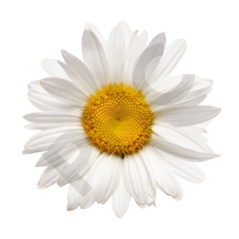 CAMOMILLE ROMAINE (Fleur entière)