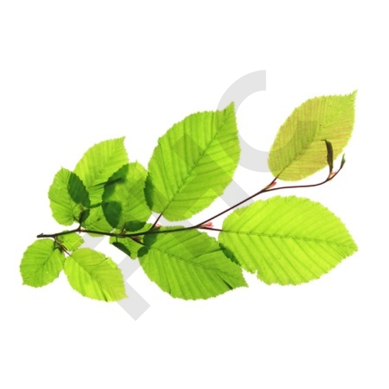 Carpinus betulus bourgeon - charme faux bouleau