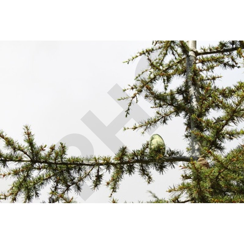 Cedrus libani bourgeon - cèdre du liban