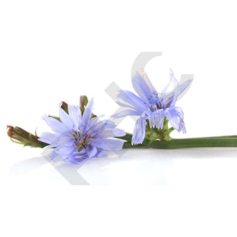 CHICOREE (Feuille coupée)