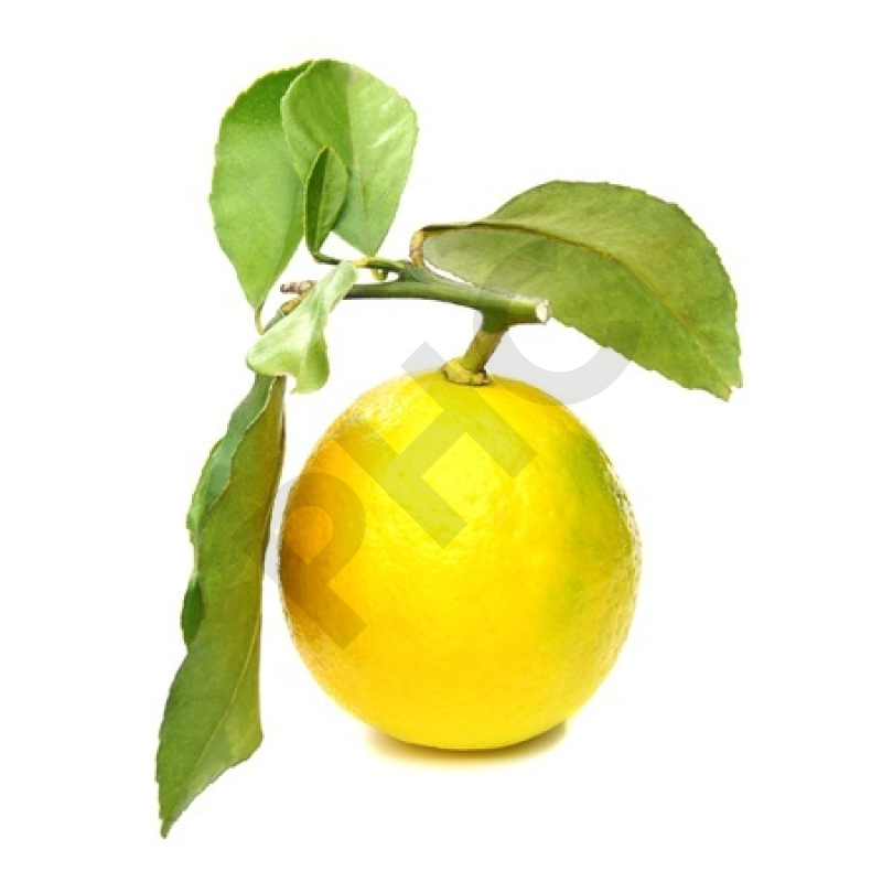 Citrus limonum bourgeon - citronnier