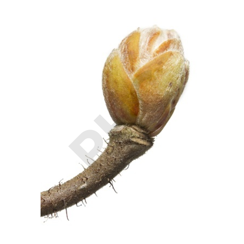 Corylus avellana bourgeon - noisetier