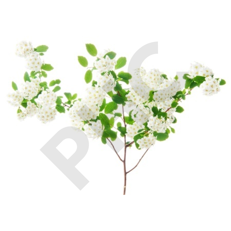 Crataegus oxyacantha bourgeon - aubépine
