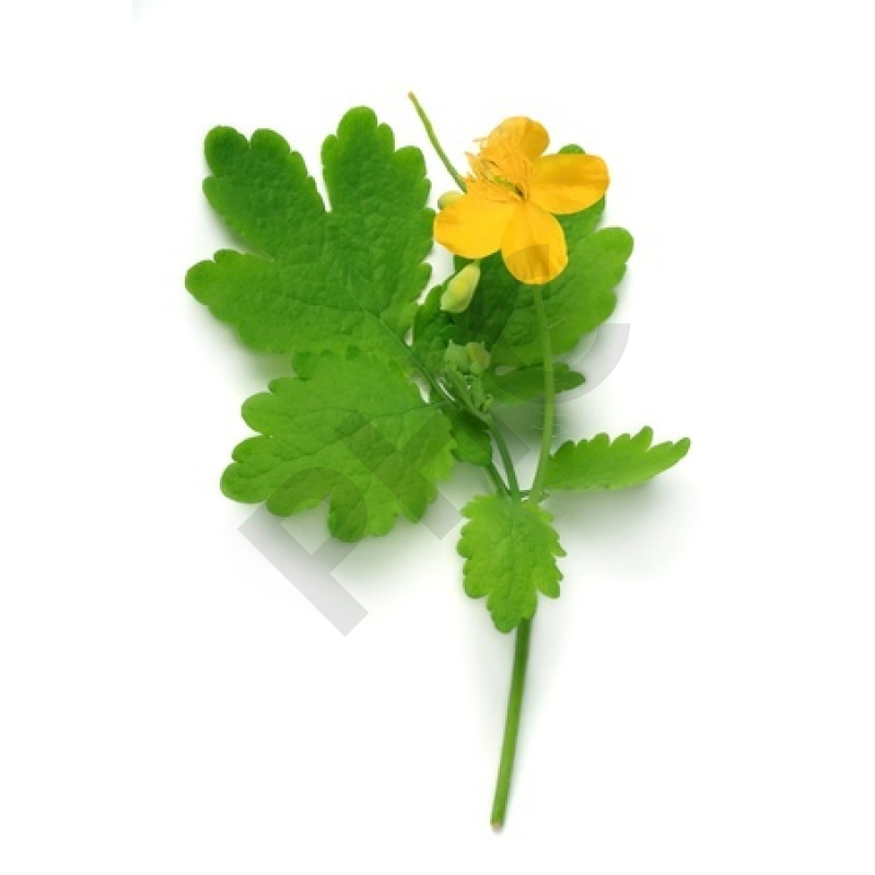 eps CHELIDOINE (Plante coupée)