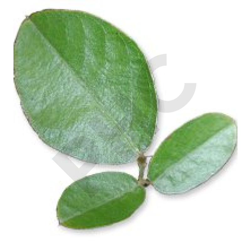 EPS desmodium foie digestion draineur 