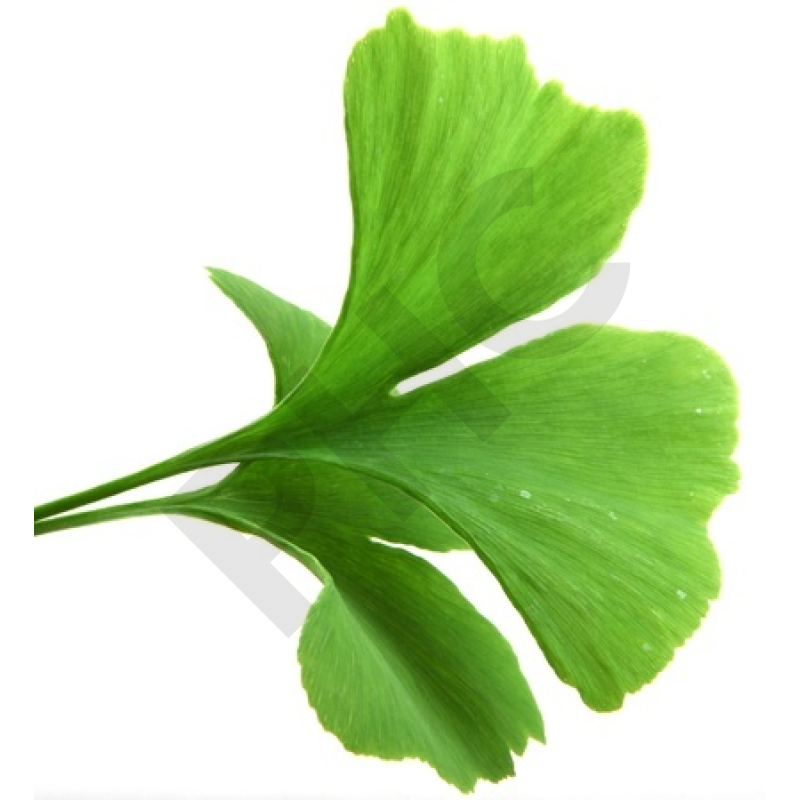 EPS ginkgo biloba mémoire circulation sanguine