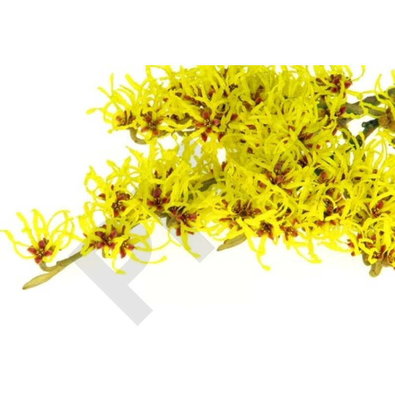 EPS hamamelis circulation jambes lourdes