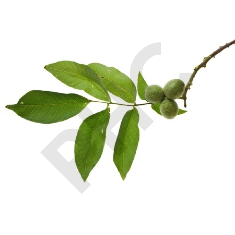 EPS noyer gastro entérite digestion