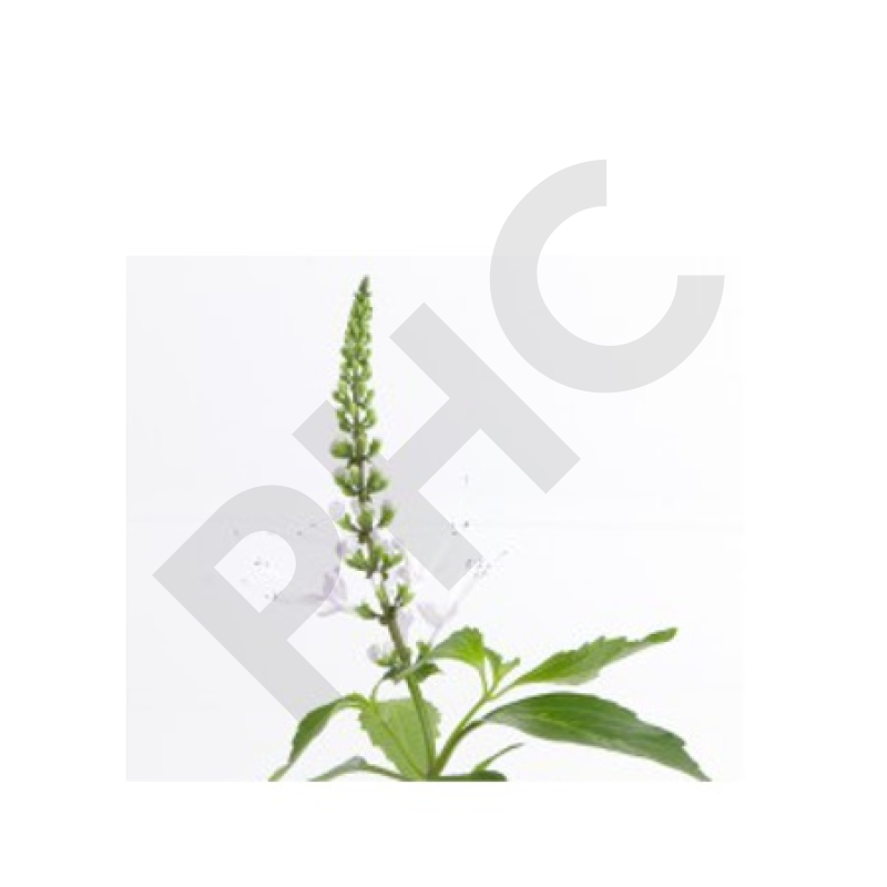 EPS orthosiphon perte de poids draineur detox