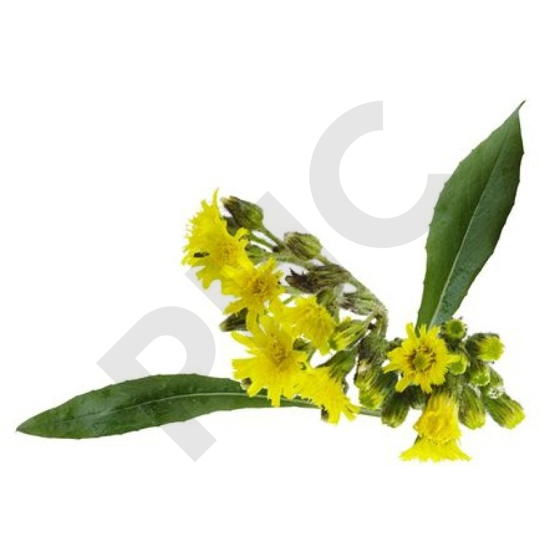EPS piloselle draineur minceur detox