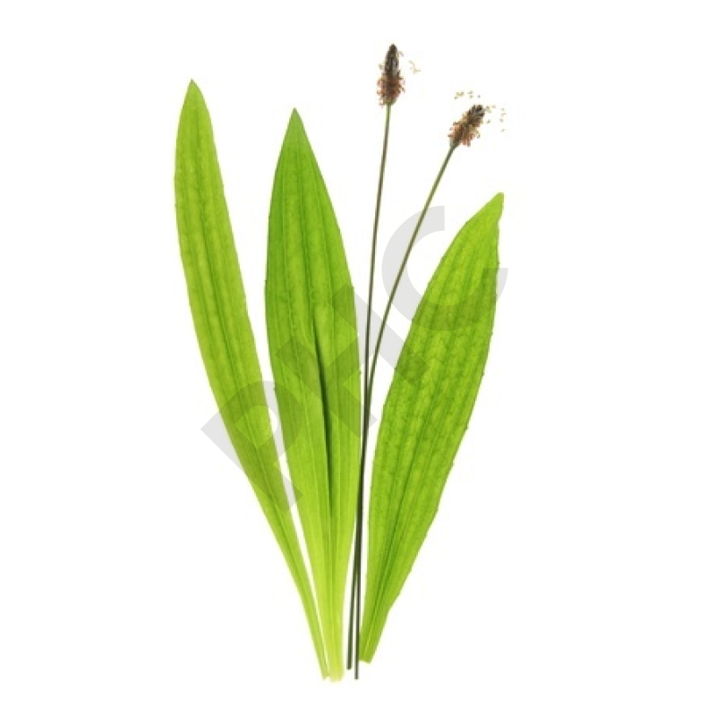 EPS plantain lancéolé toux bronchite allergie