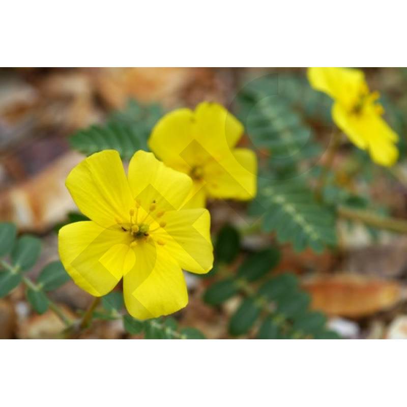 EPS TRIBULUS