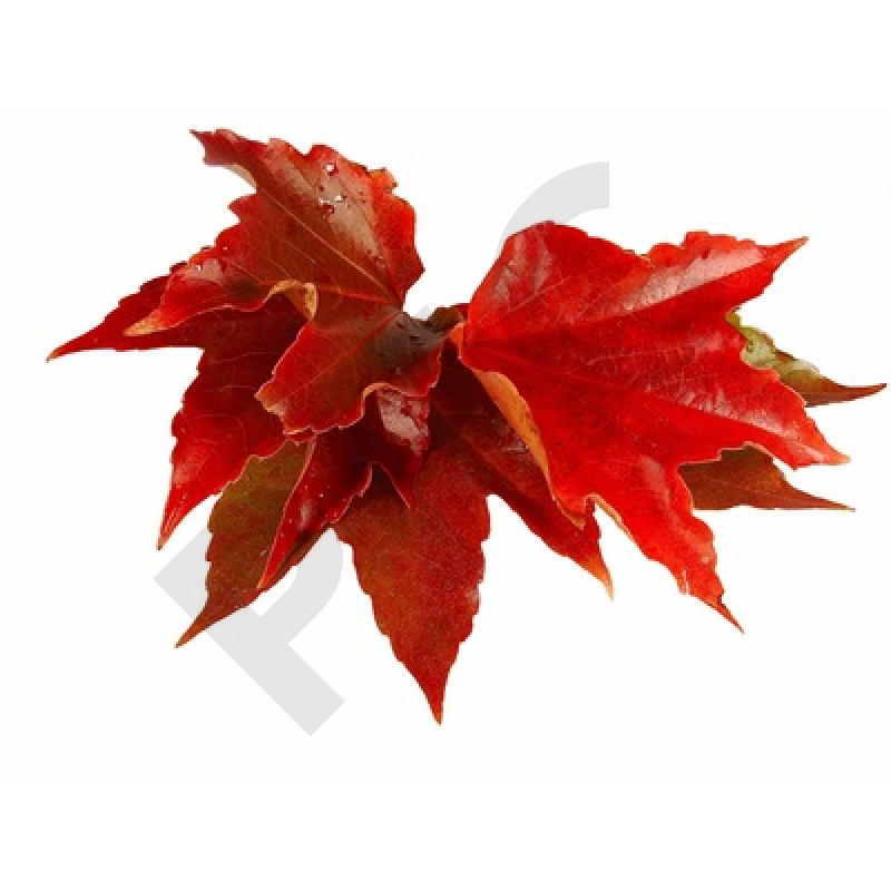 EPS VIGNE ROUGE