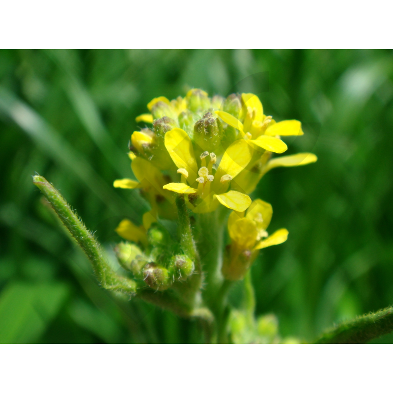 ERYSIMUM (Plante coupée)