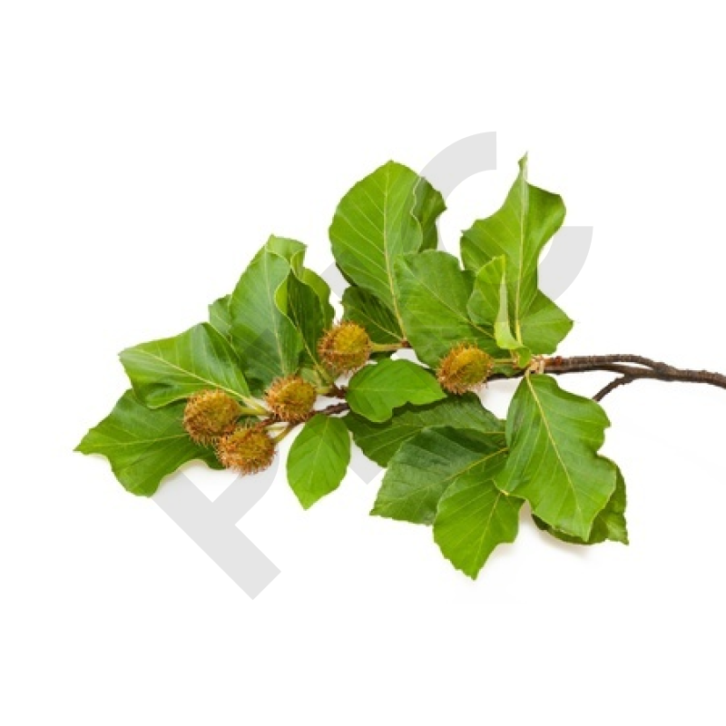 Fagus sylvatica bourgeon - hêtre
