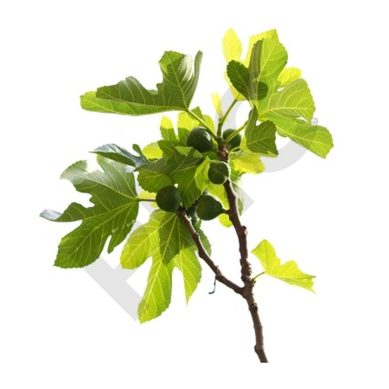 Ficus carica bourgeon - figuier