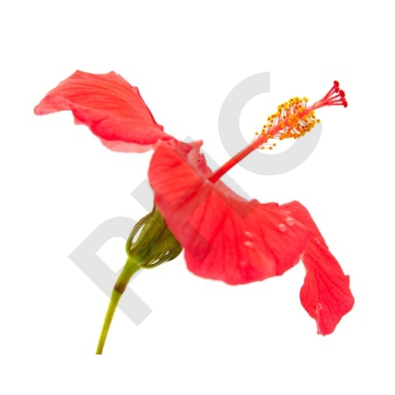 HIBISCUS (Fleur coupée)