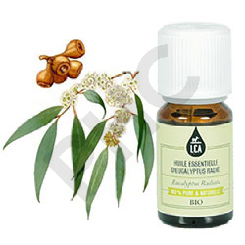 Huile essentielle eucalyptus radiata bio