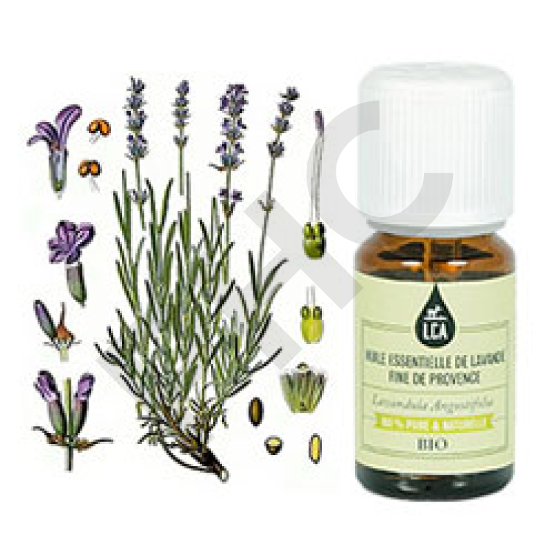 Huile essentielle lavande fine bio de provence