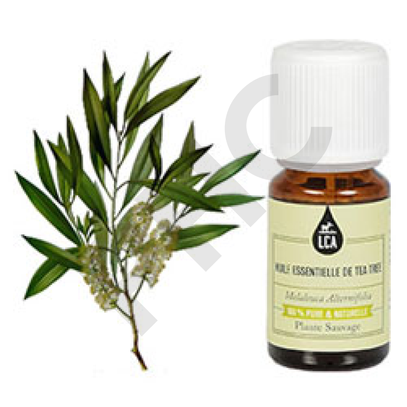 Huile essentielle tea tree (aArbre à thé)