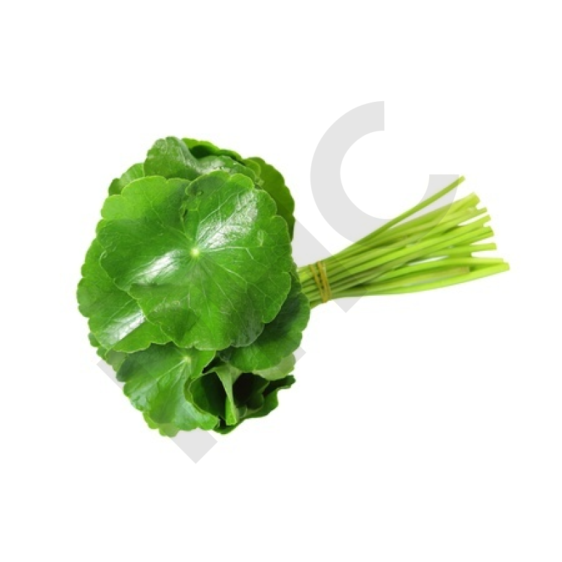 HYDROCOTYLE (Plante coupée)