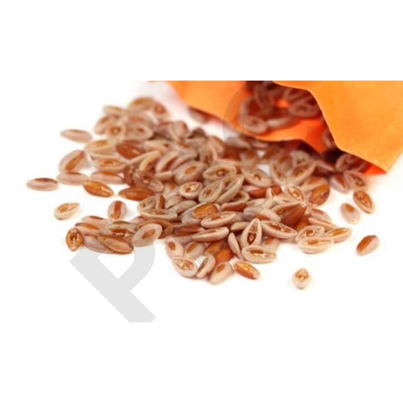 ISPAGHUL (Semence entière)