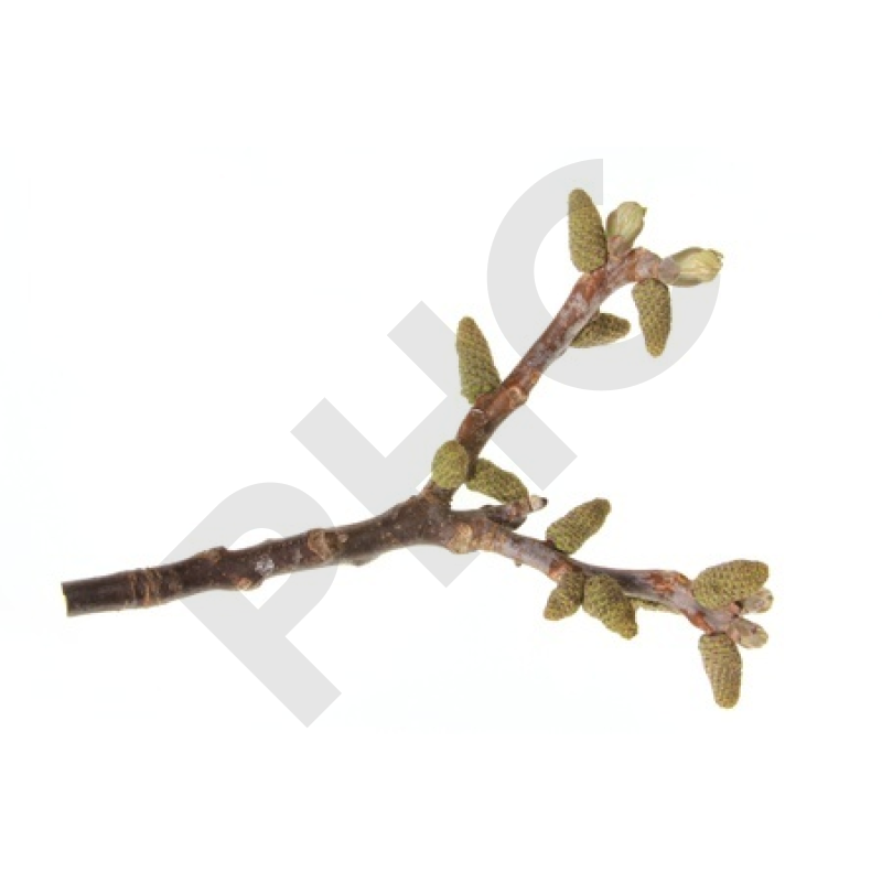 Juglans regia bourgeon - noyer d'europe
