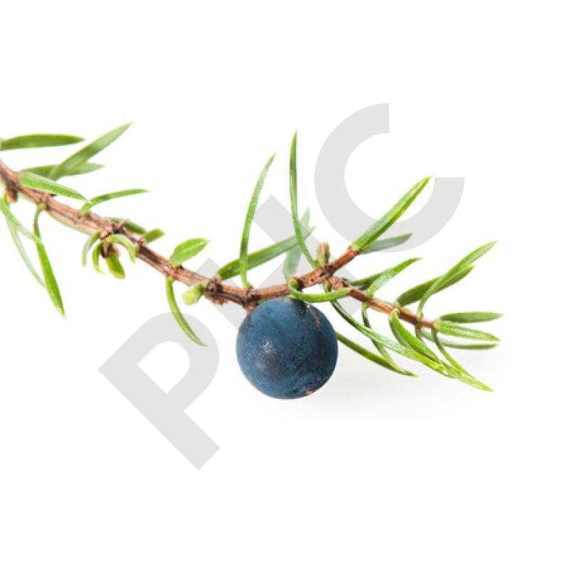 Juniperus communis bourgeon - génévrier commun
