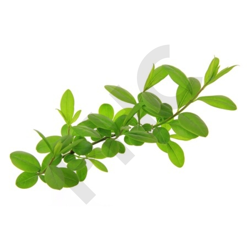 Ligustrum vulgare bourgeon - troène