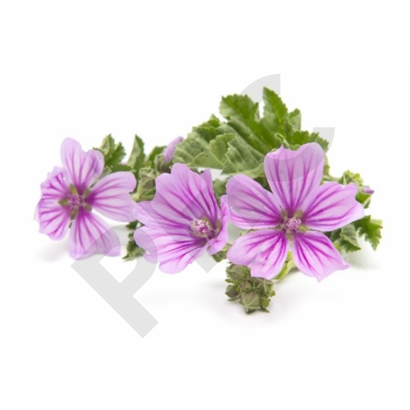 MAUVE SYLVESTRE