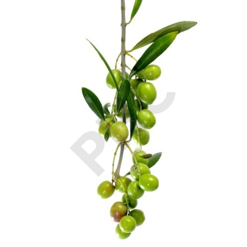 Olea europaea bourgeon - olivier d'Europe