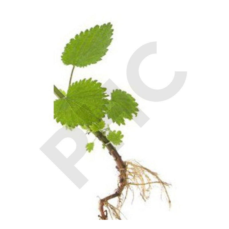 ORTIE PIQUANTE en vrac (Urtica dioïca) racines