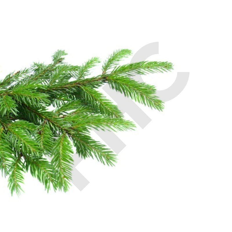 Pinus montana bourgeon arthrose osteoporose
