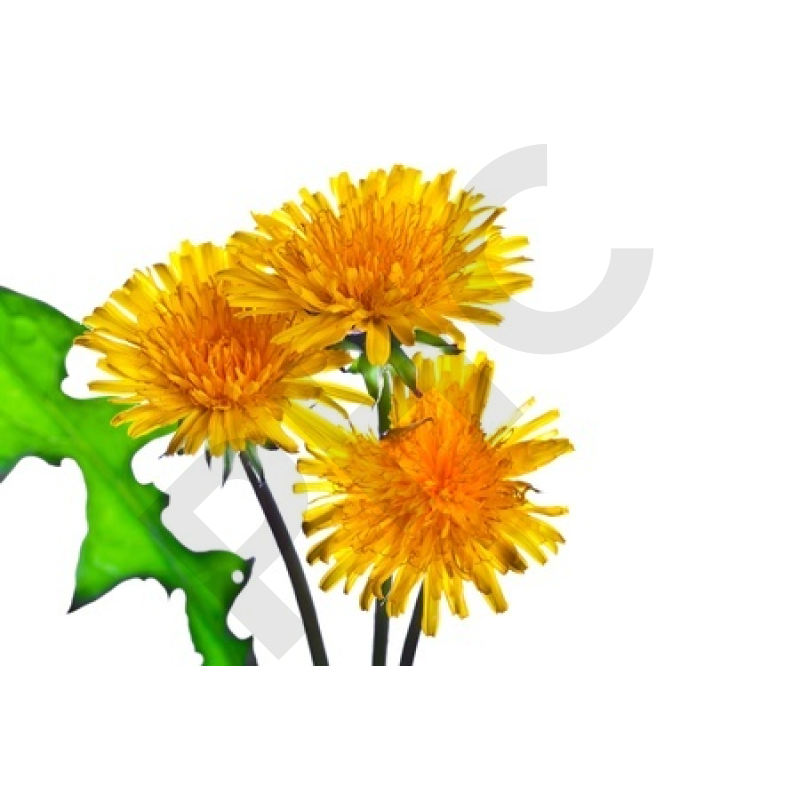 PISSENLIT (Feuilles coupées)