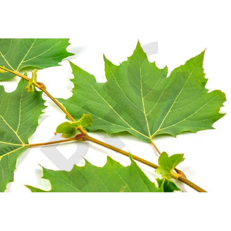 Platanus bourgeon - platane