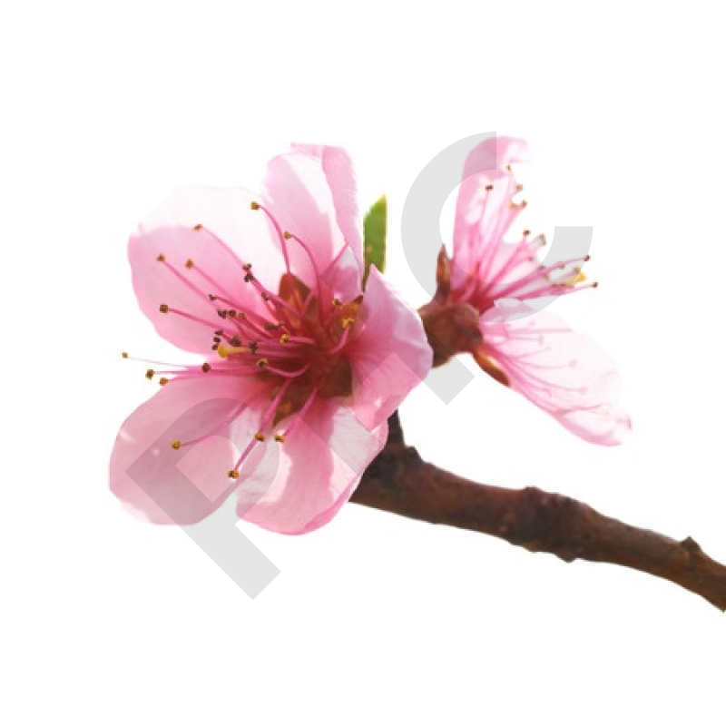 Prunus amygdalus bourgeon - amandier