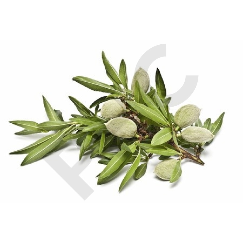 Prunus amygdalus (écorce de racine) bourgeon - ama