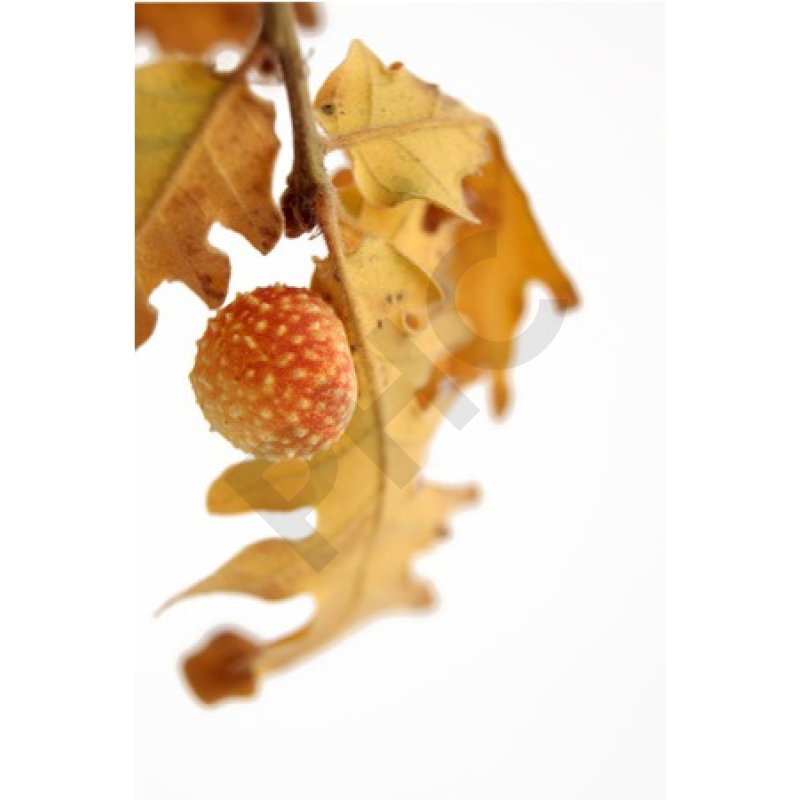 Quercus pedonculata bourgeon trouble masculin andr
