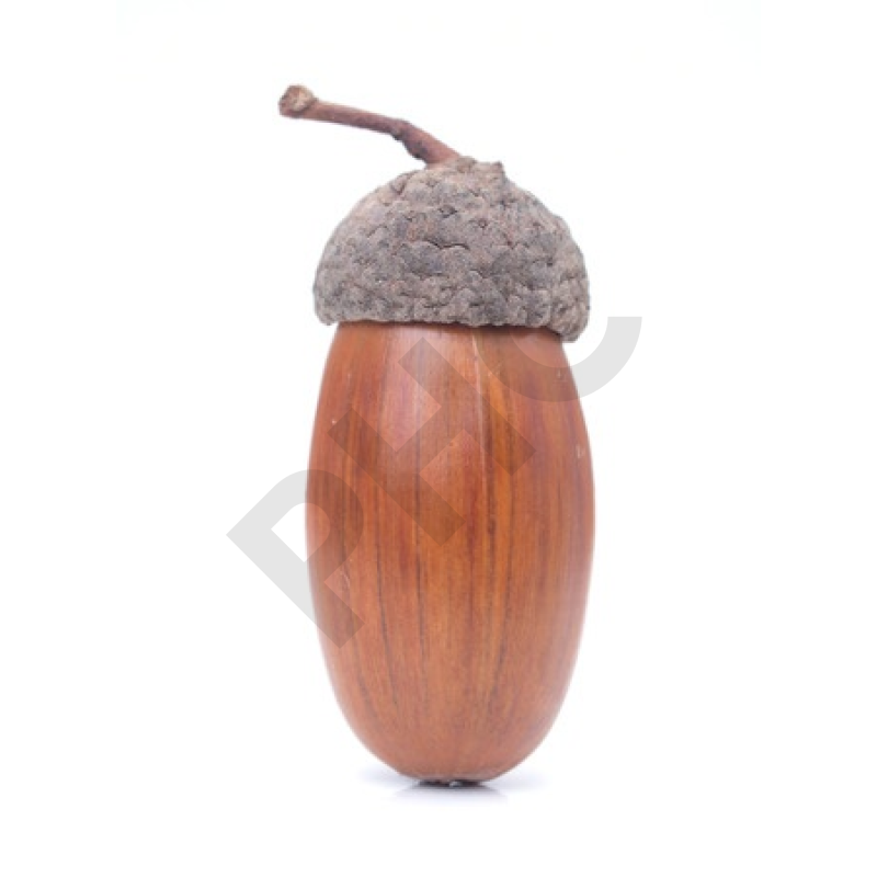 Quercus pedonculata (gland) bourgeon - chêne
