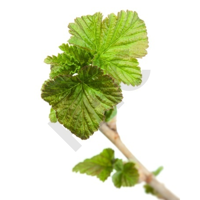 Ribes nigrum bourgeon - cassis