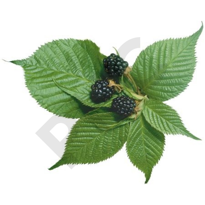 RONCE (Feuille coupée)